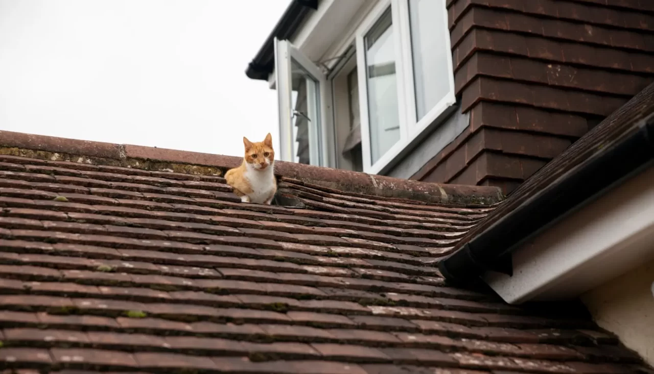 5 Signs It’s Time to Replace Your Roof